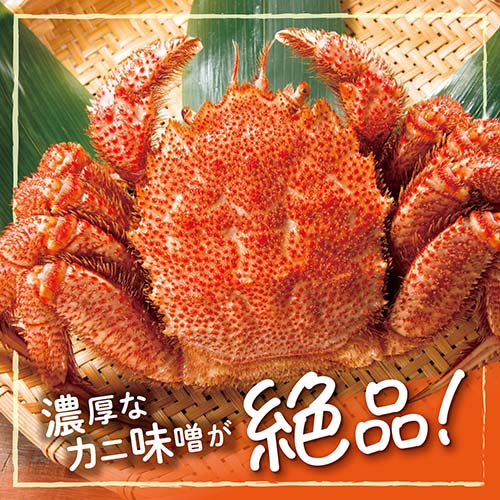 北海道オホーツク海産 特大毛ガニ（姿） 約770g