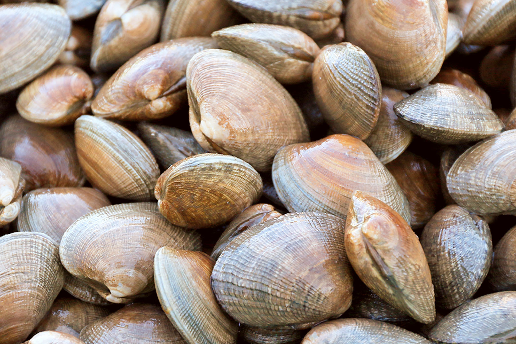 北海道一の生産量！豊富なプランクトンが生み出す濃厚な旨みがたっぷり。