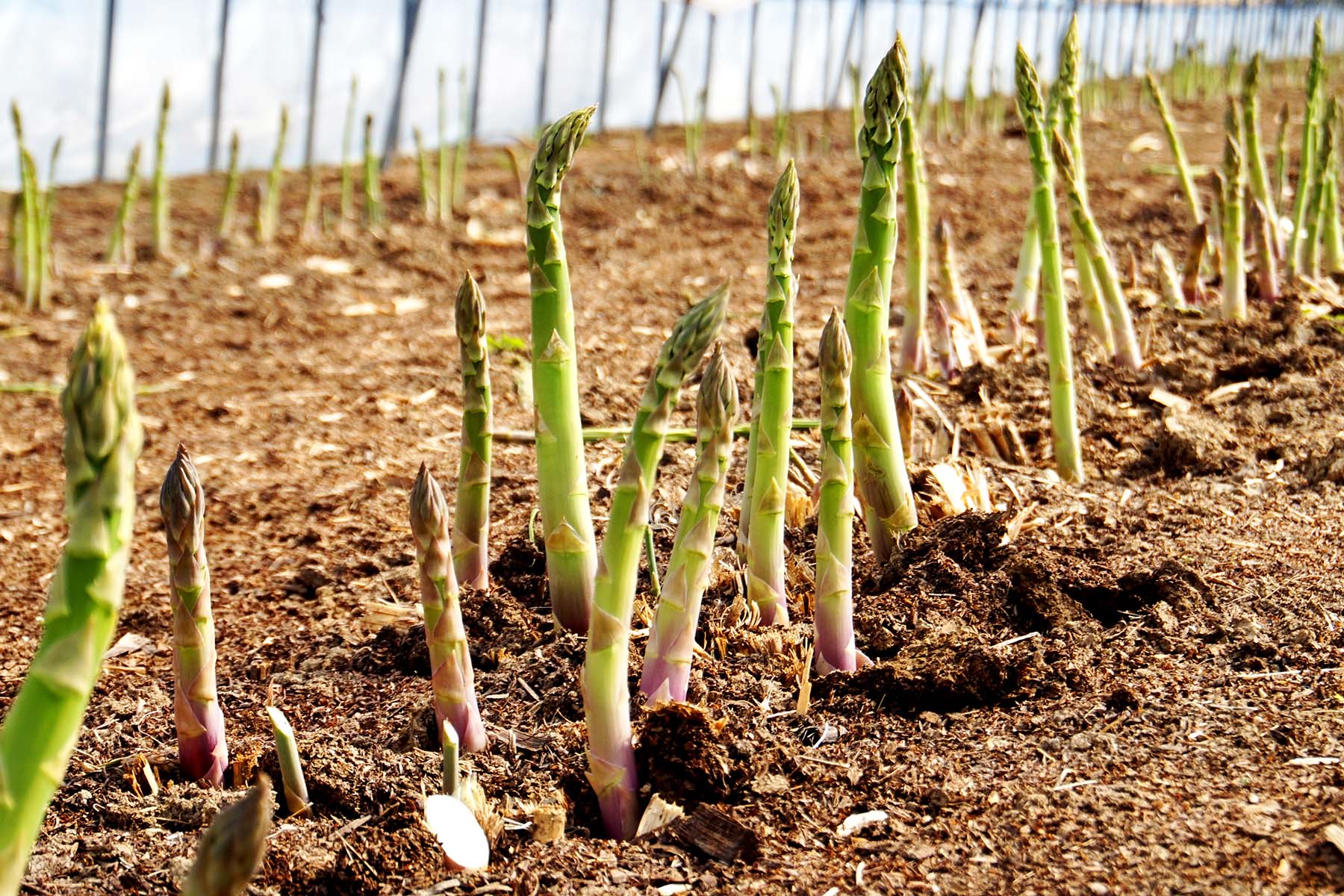 北海道のアスパラの旬は、1年間でわずか3週間。この時期だけの極上の味！