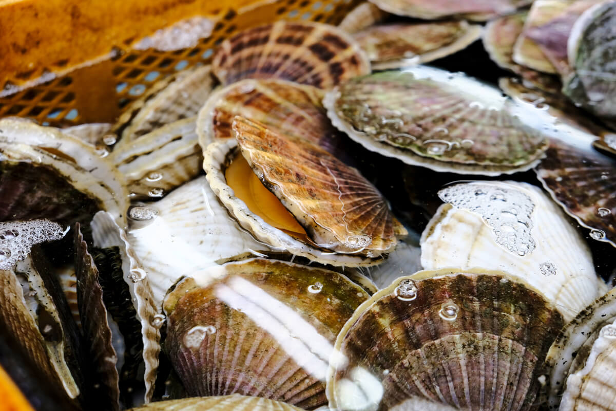 夏の天然活ほたて