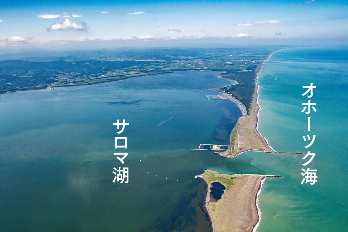 夏の天然活ほたて