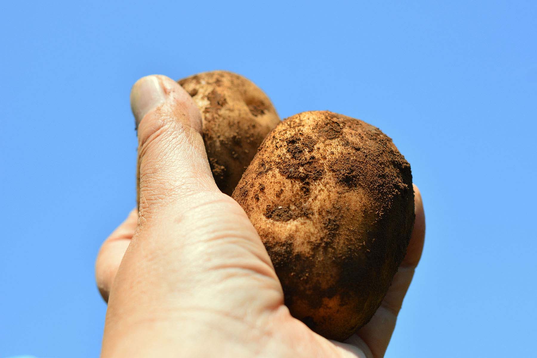 約100ある北海道内の農協で「JA幕別町」1箇所のみ！大変希少な品種です。