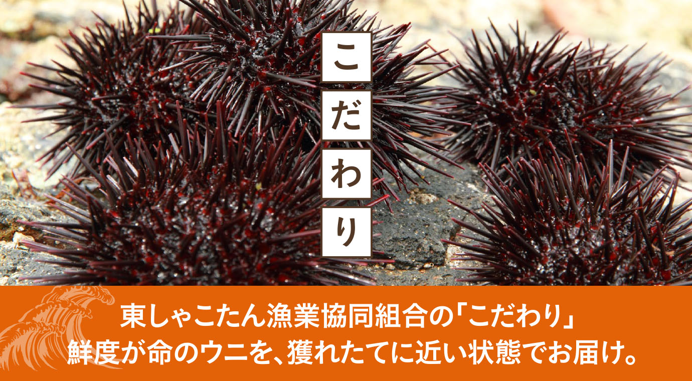 東しゃこたん漁業協同組合の「こだわり」。　鮮度が命のウニを、獲れたてに近い状態でお届け。