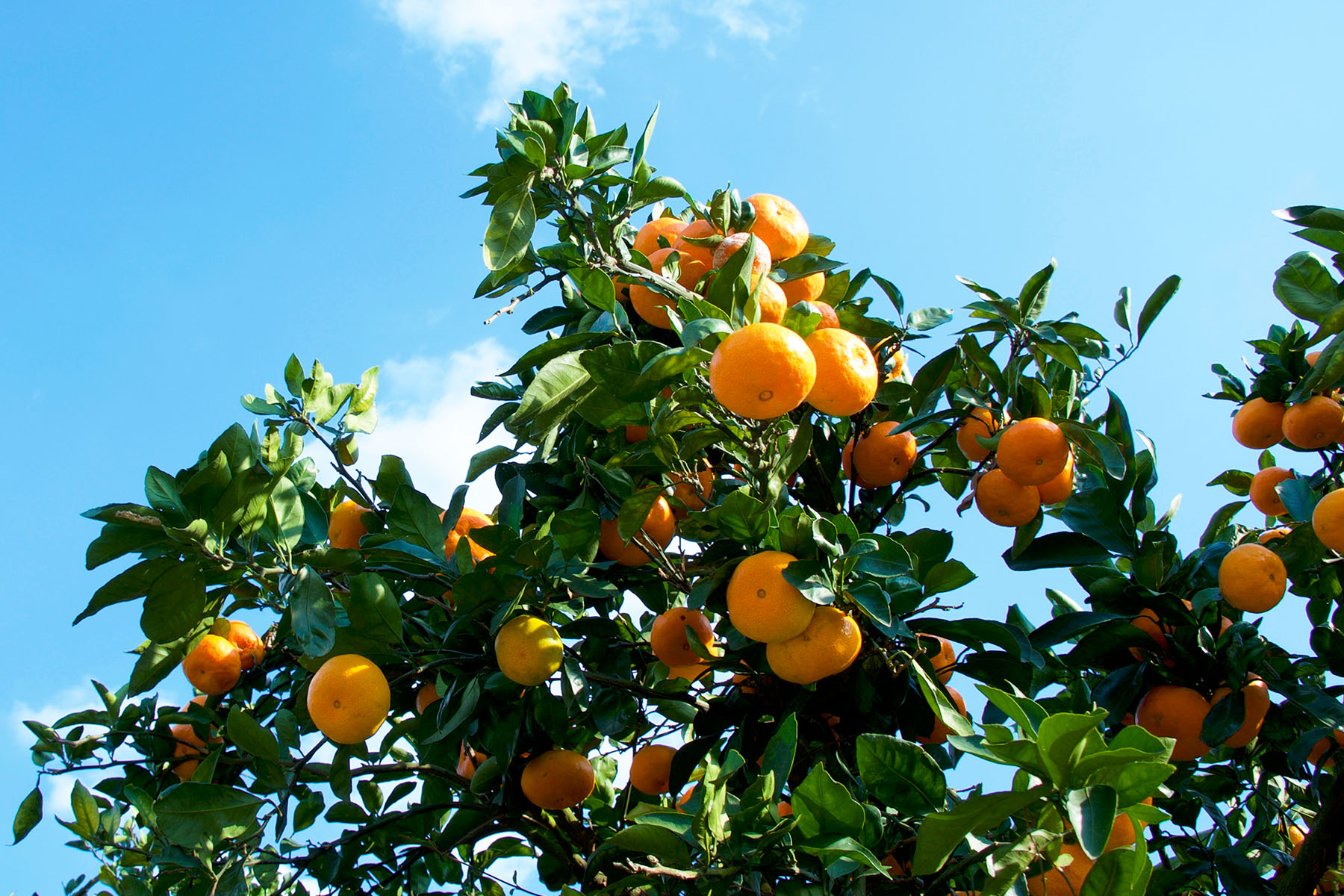 太陽の恵みを凝縮した自然からの贈りもの。完熟濃蜜みかんのパワー！
