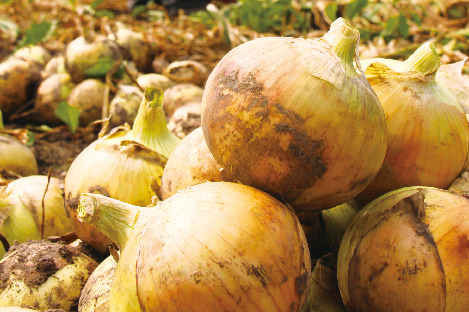 たまねぎ王国・北見から、1年で1ヶ月しか販売しない希少なサラたまをお届け！