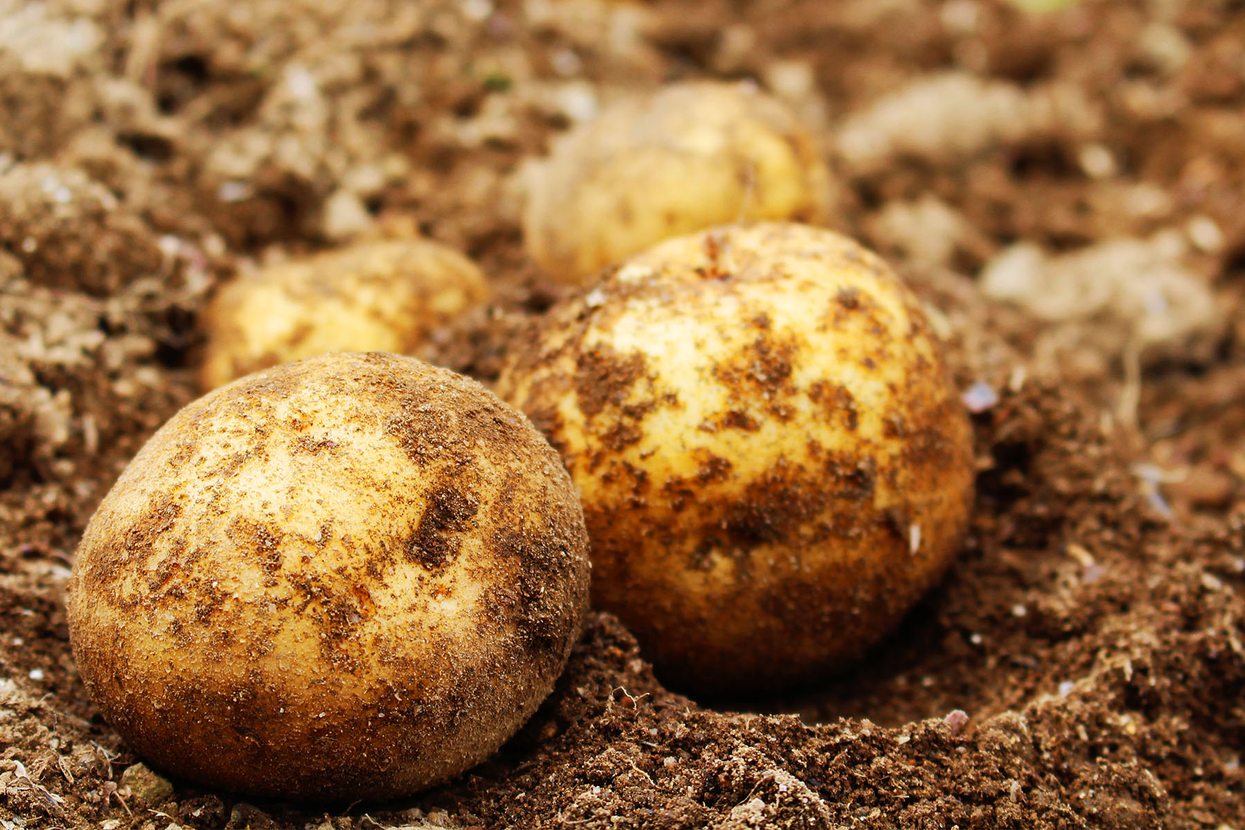 北海道大自然が育んだ
じゃがいもの旬の旨み。しっとりとした食感が自慢！