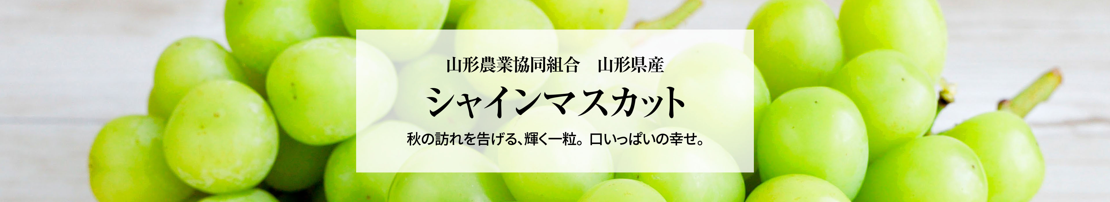 山形県産 シャインマスカット