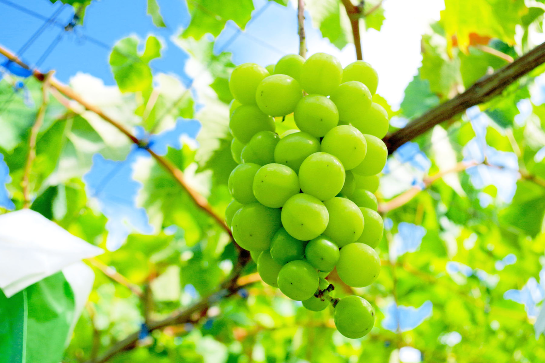 太陽の恵みで糖度抜群、一粒で広がる上品な甘さ。