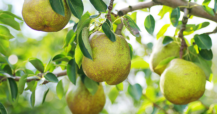 こだわりを知ってもらい、地域・産地を応援！