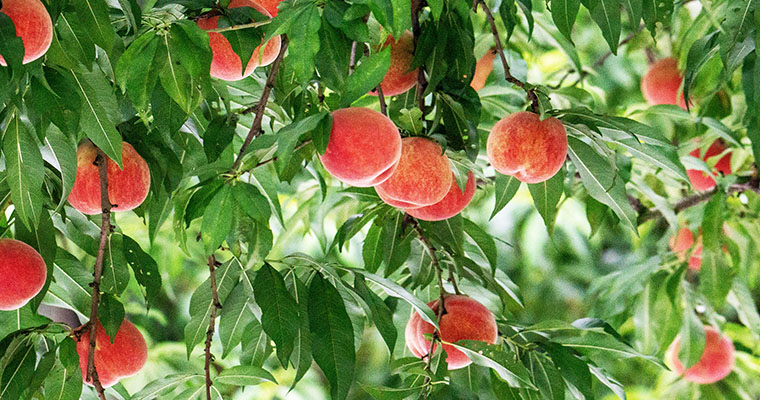 こだわりを知ってもらい、地域・産地を応援！