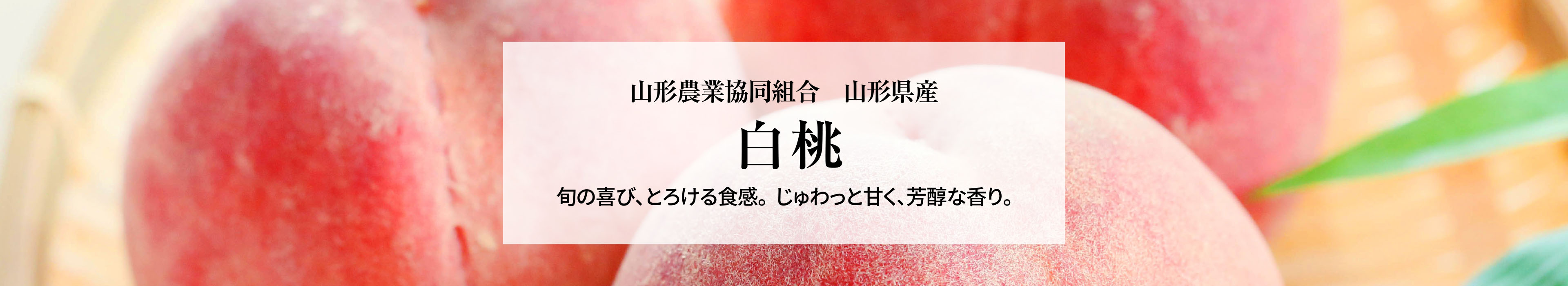山形県産 白桃