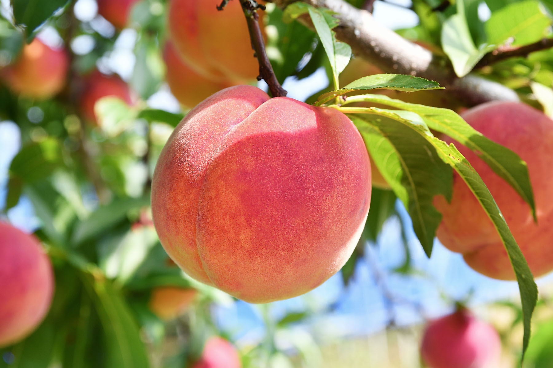 山形の高冷地育ち。甘さと芳醇な香りの絶妙なハーモニー。