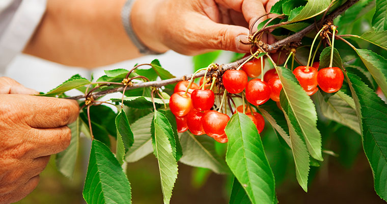 産地から、生の声をお届け！お客さまの声も産地へフィードバック！