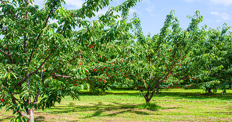 こだわりを知ってもらい、地域・産地を応援！