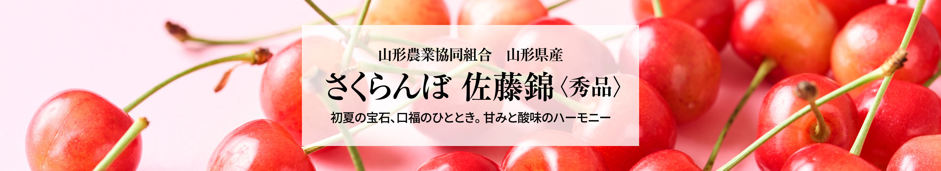 山形県産 さくらんぼ 佐藤錦