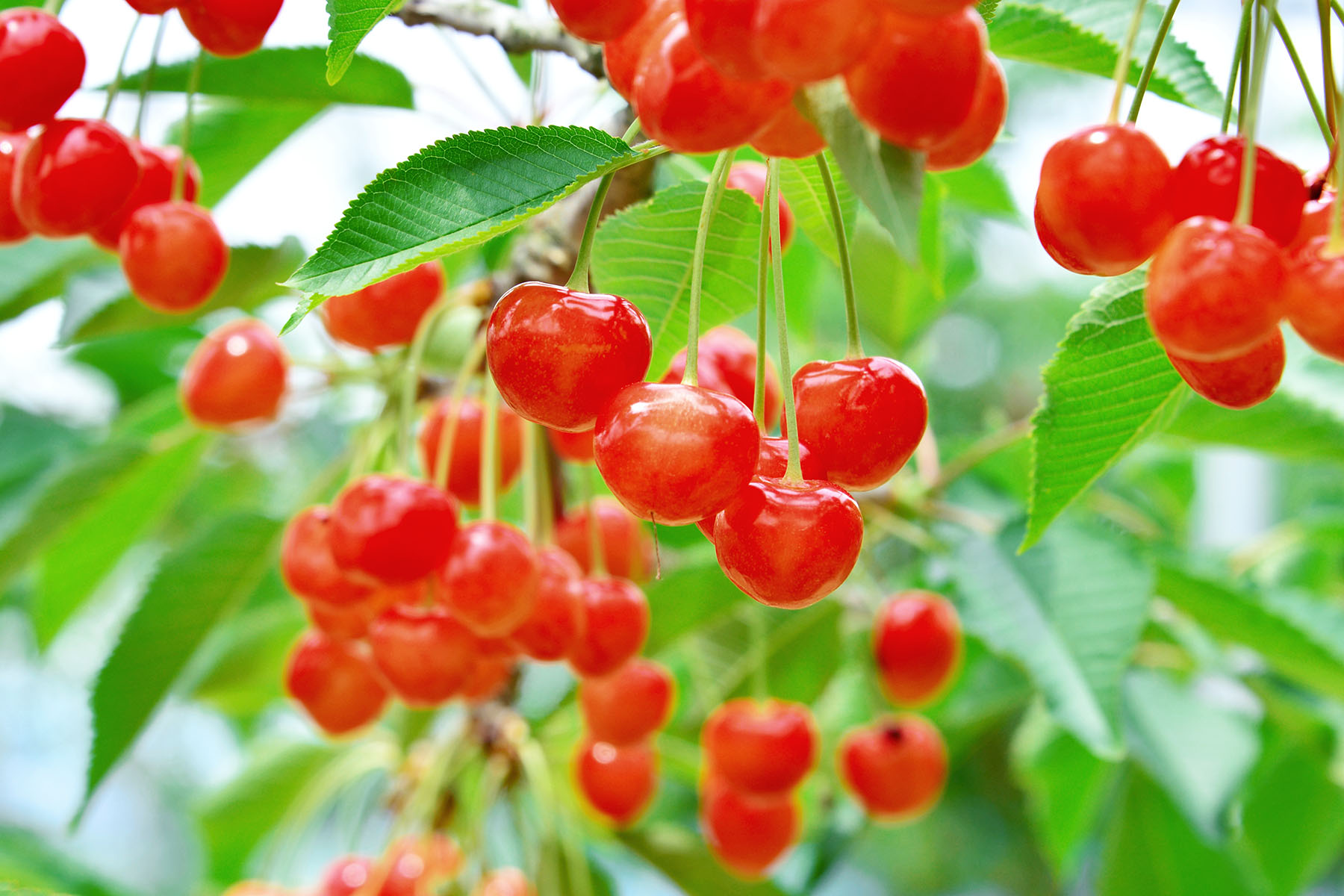 山形の気候が生み出す風味豊かな甘さ。今しか味わえない贅沢です。
