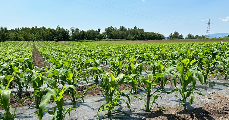 こだわりを知ってもらい、地域・産地を応援！