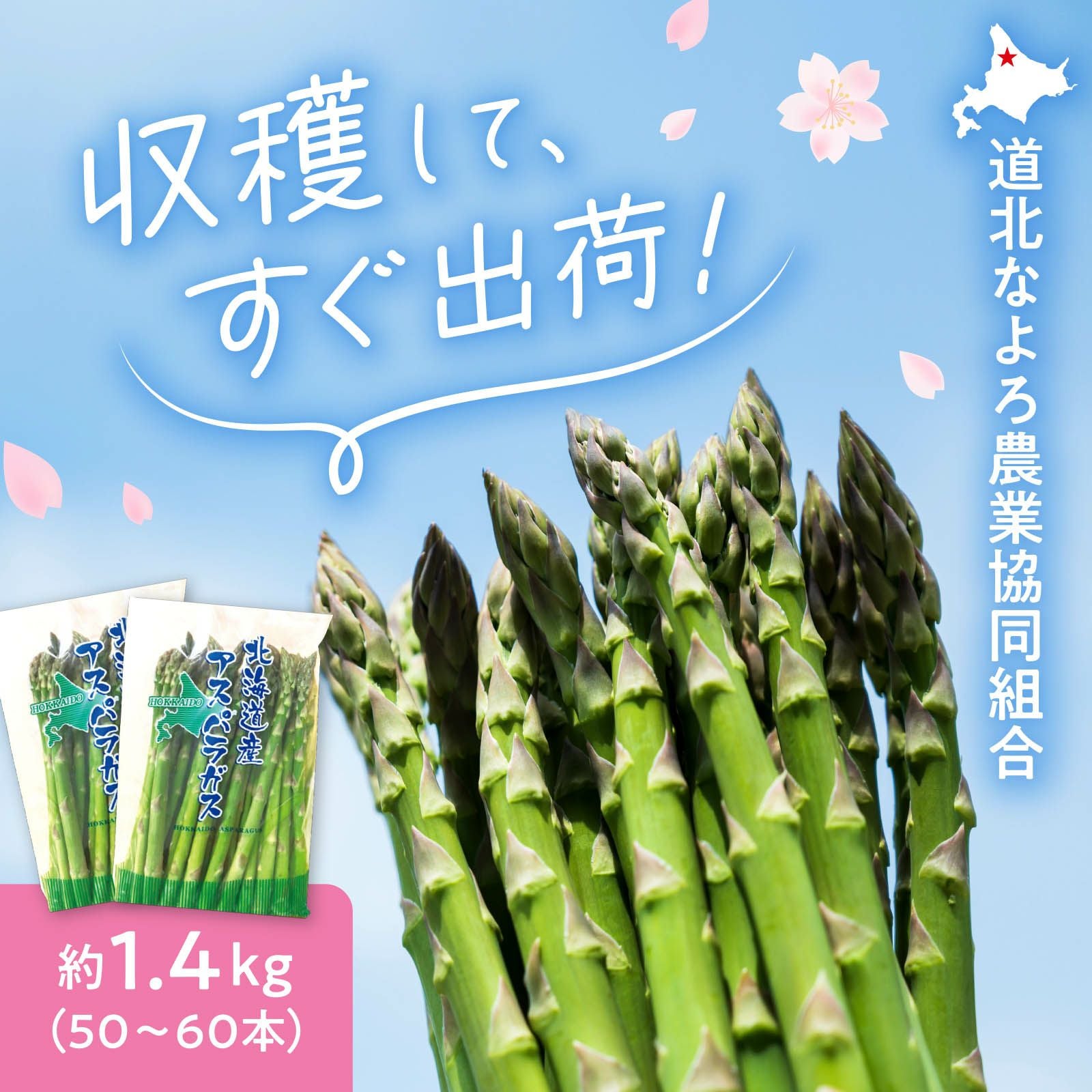 産直】北海道名寄産朝もぎアスパラ 約1.4kg（50~60本） Lサイズ〈秀品